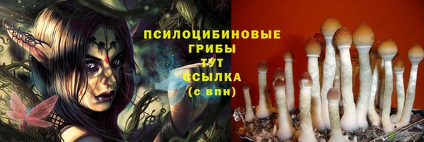 стаф Арсеньев