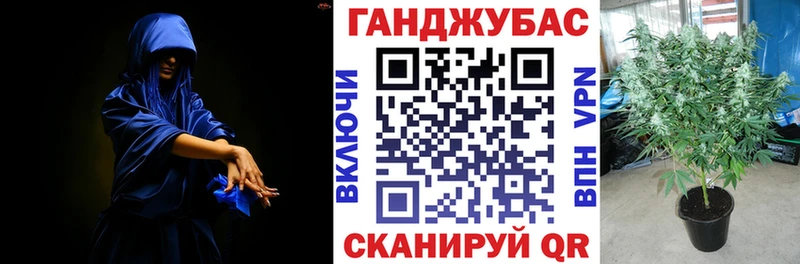 Конопля гибрид  Семикаракорск 